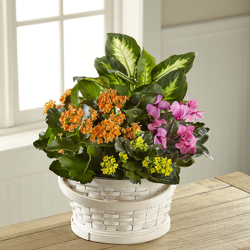 Color Crush Dishgarden – MOSS & CO, Watkinsville GA