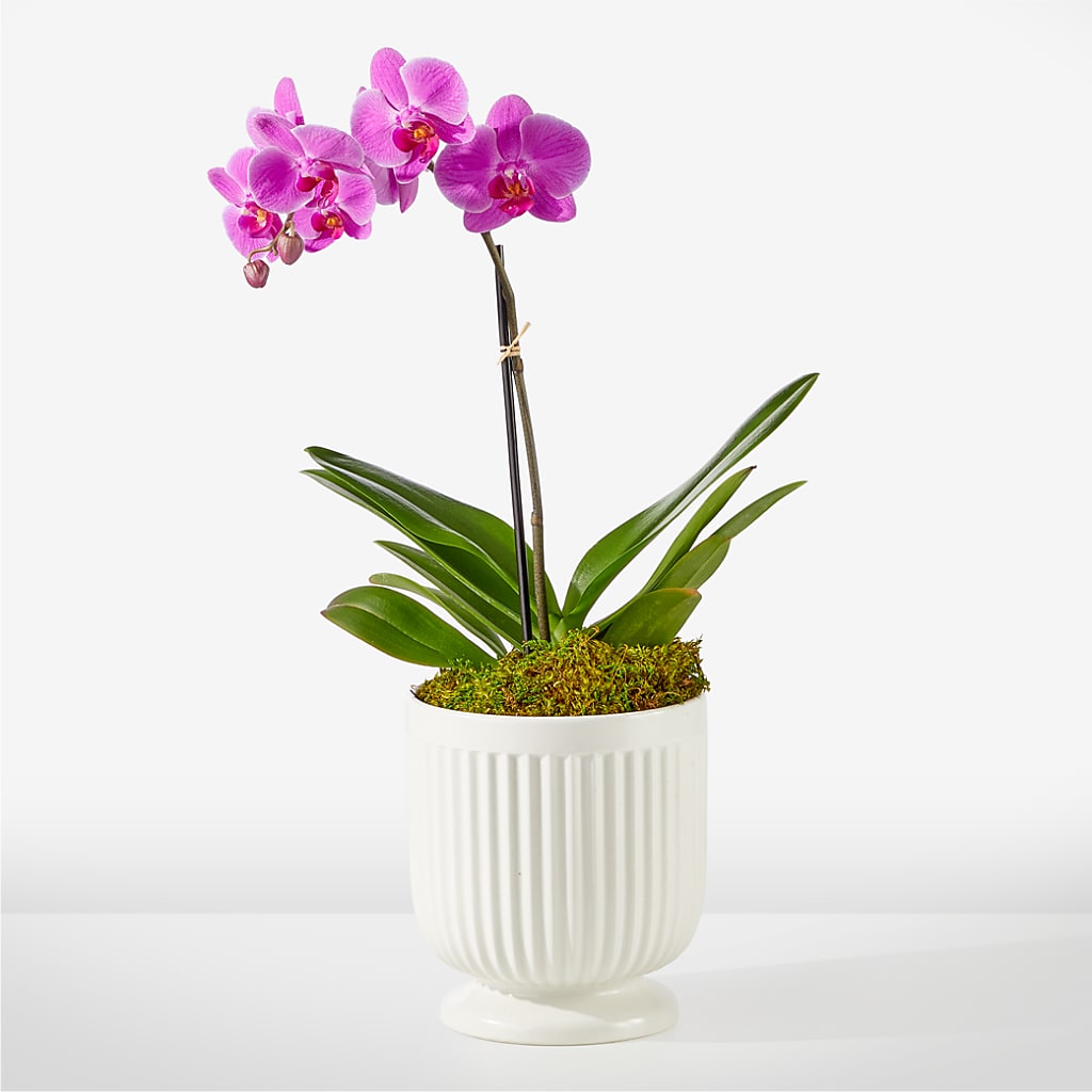 Friendly Fuchsia Orchid – MOSS & CO, Watkinsville GA