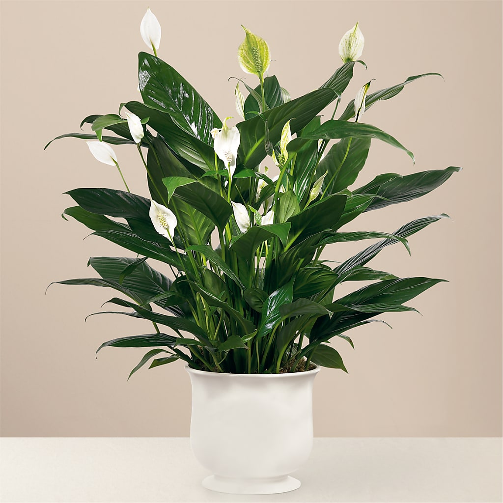 Comfort Planter – MOSS & CO, Watkinsville GA