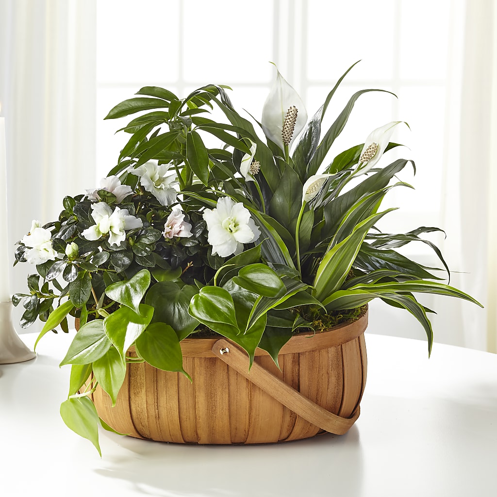 Serene Dishgarden – MOSS & CO, Watkinsville GA
