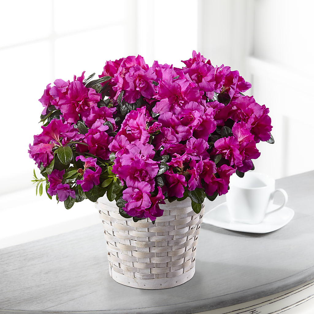 Hope & Serenity Azalea Plant – MOSS & CO, Watkinsville GA