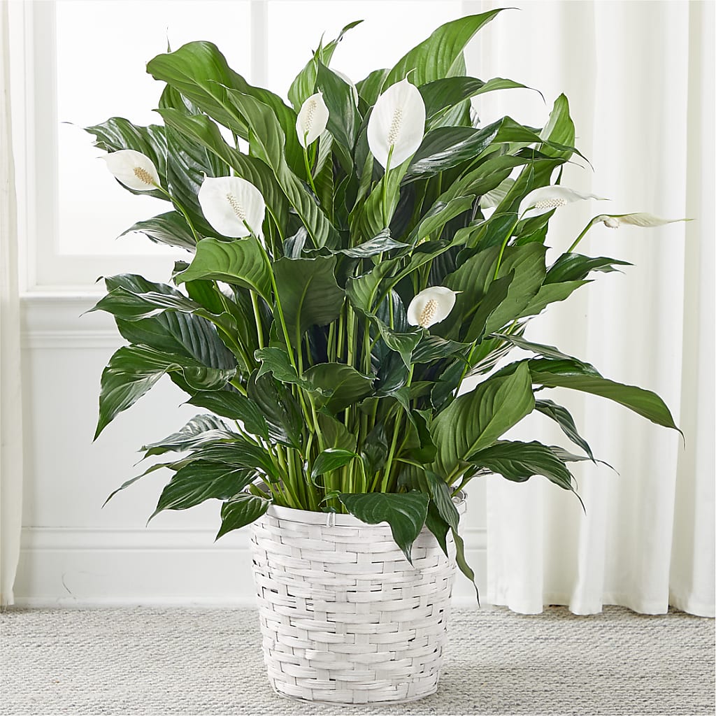 A New Leaf Peace Lily – MOSS & CO, Watkinsville GA