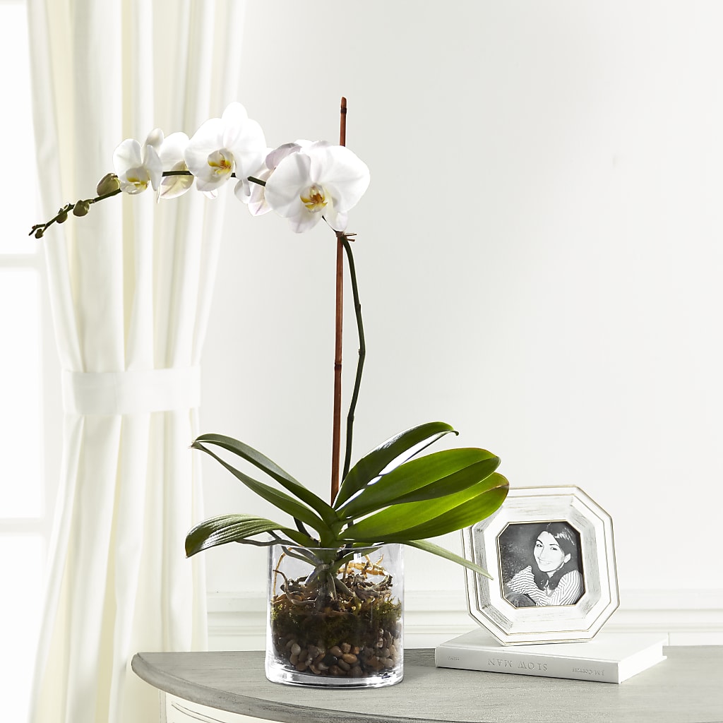 White Orchid Planter – MOSS & CO, Watkinsville GA