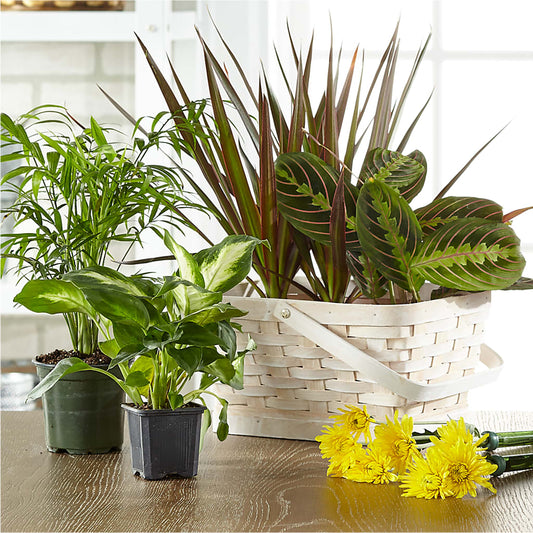 Florist Designed Blooming and Green Plants in a Basket – MOSS & CO, Watkinsville GA