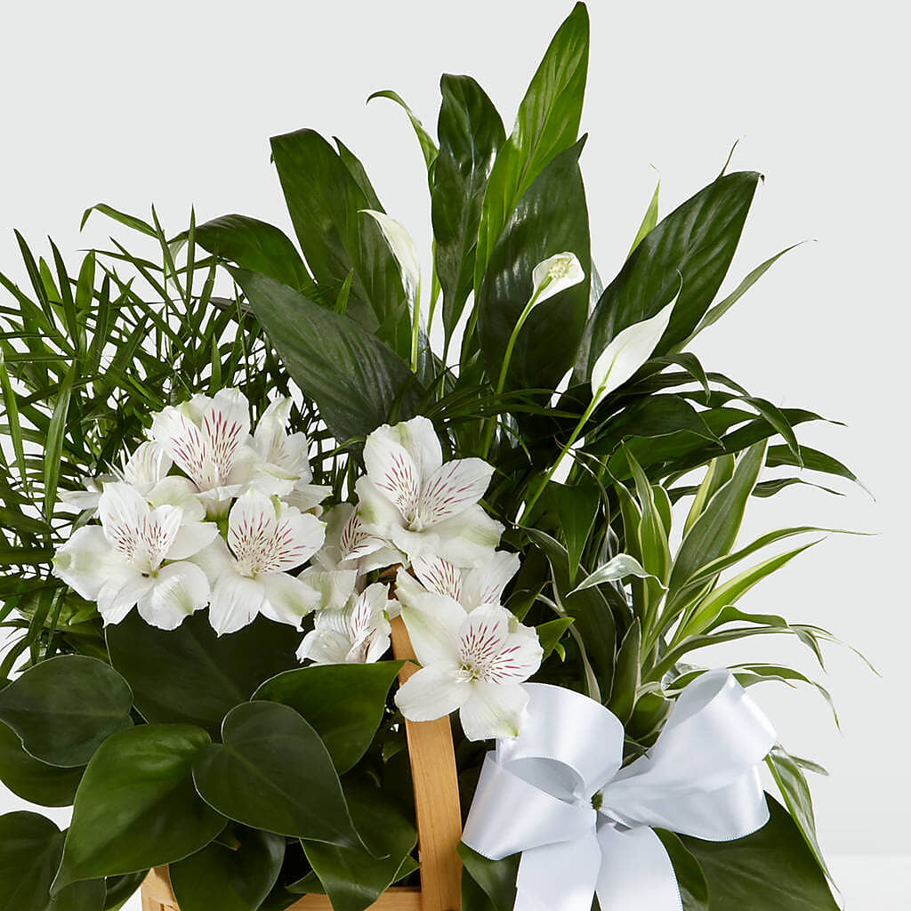 Peace & Serenity Dishgarden – MOSS & CO, Watkinsville GA
