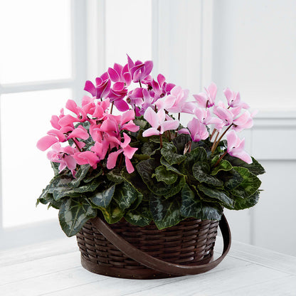 Mixed Cyclamen Planter – MOSS & CO, Watkinsville GA