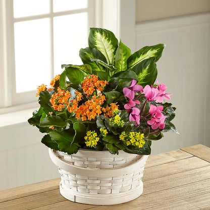 Color Crush Dishgarden – MOSS & CO, Watkinsville GA