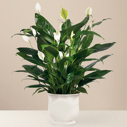 Comfort Planter – MOSS & CO, Watkinsville GA