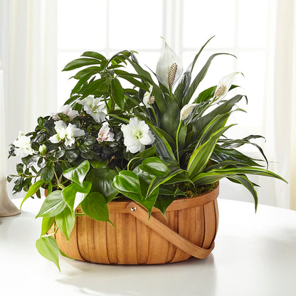 Serene Dishgarden – MOSS & CO, Watkinsville GA