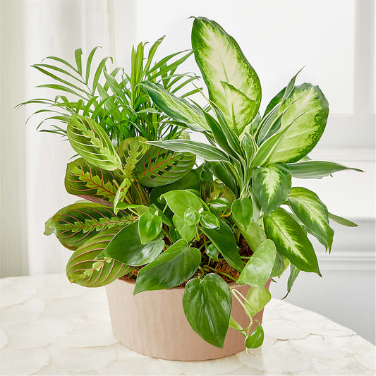 Balance & Harmony Dishgarden – MOSS & CO, Watkinsville GA