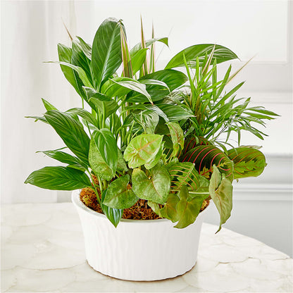 Balance & Harmony Dishgarden – MOSS & CO, Watkinsville GA