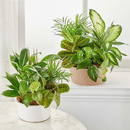 Balance & Harmony Dishgarden – MOSS & CO, Watkinsville GA