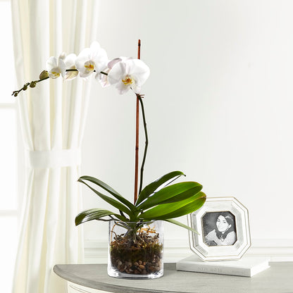 White Orchid Planter – MOSS & CO, Watkinsville GA