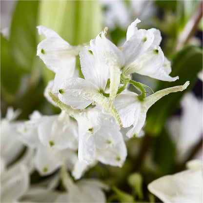 Classic Ivory – A Florist Original – MOSS & CO, Watkinsville GA